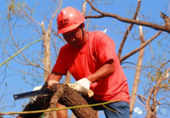 <b>和粉丝、环卫工人一路清扫台风过境后残留正在</b>